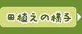 田植えの様子