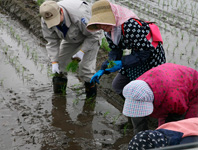 一本一本丁寧に植えていってくれた茅原さん