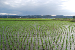 写真：2010年6月14日の様子その４